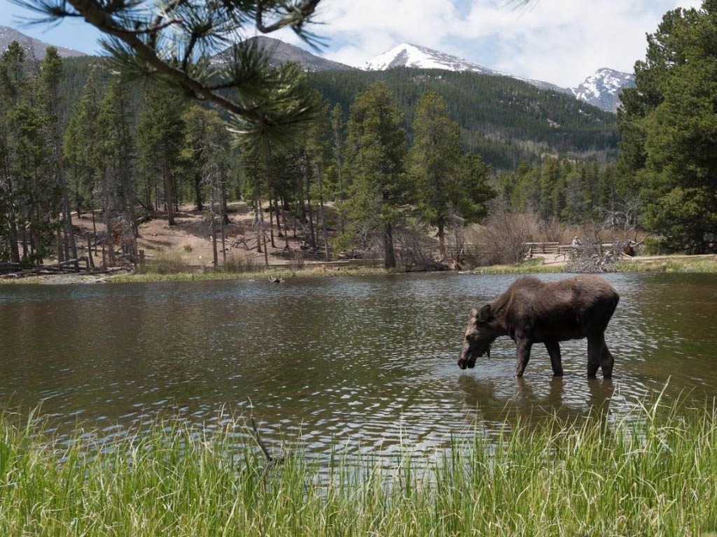 moose rocky mountain national park