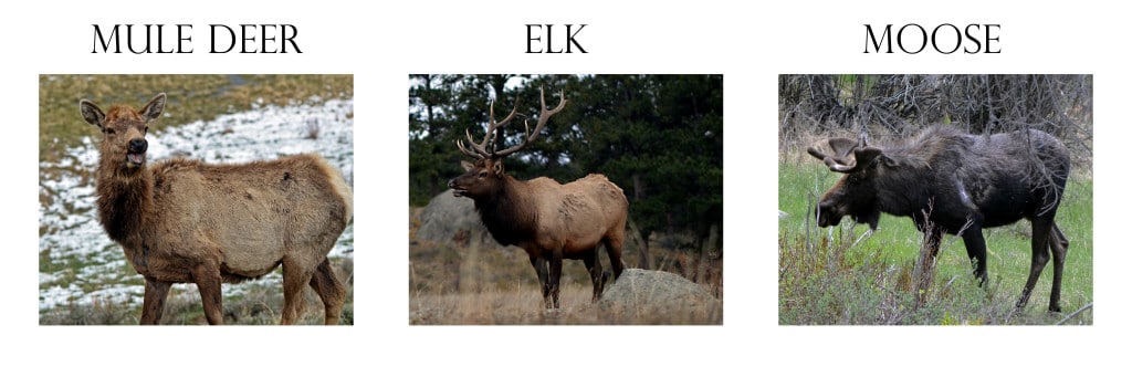 Mule Deer, Elk, Moose