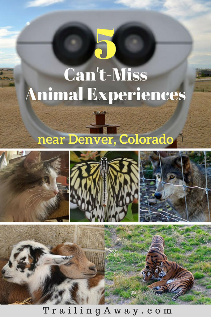7 Can\'t-Miss Animal Encounters Near Denver