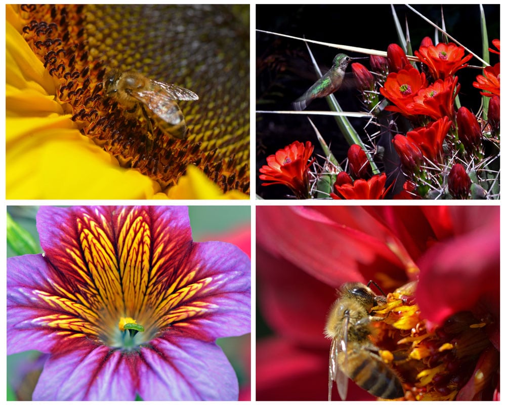 Some of the flowers and nature that can be seen at the Denver Botanic Gardens