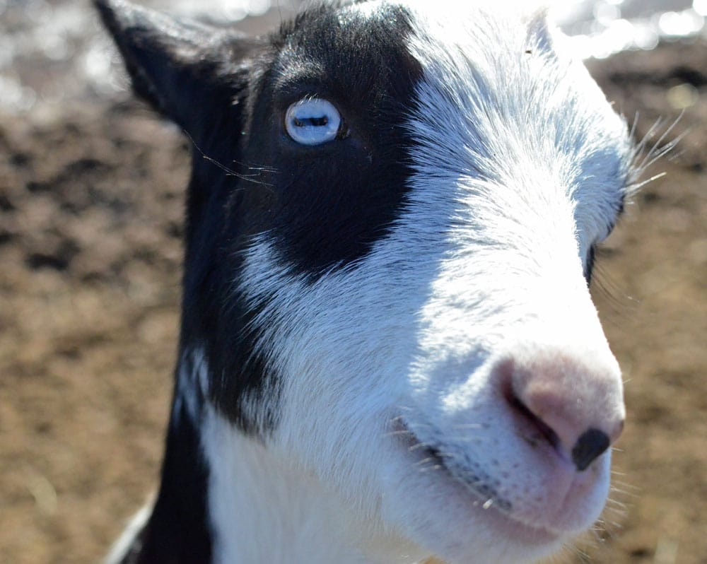 Goat at Broken Shovels Farm with blue eyes