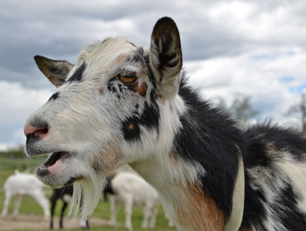 Goat at Broken Shovels Farm