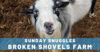 Sunday Snuggles at Broken Shovels Farm