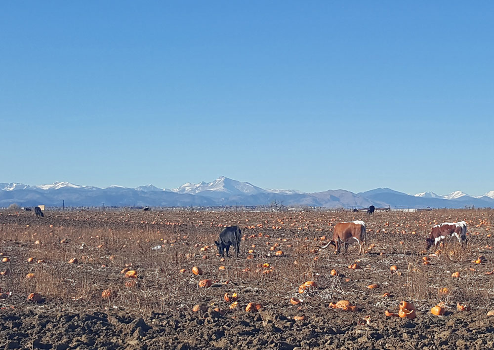 Cows eating pumpkins while riding along the Rock Creek Trail