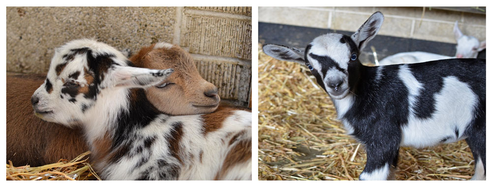 Baby goats at Broken Shovels Farm