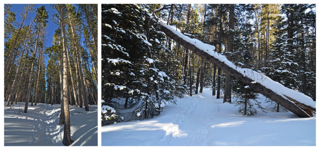 Some of the deep snow on the tree lined trail during our Christmas day Bierstadt Lake Hike