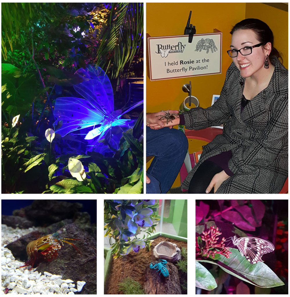 Images in the Butterfly Pavilion and Brooke holding Rosie the Tarantula