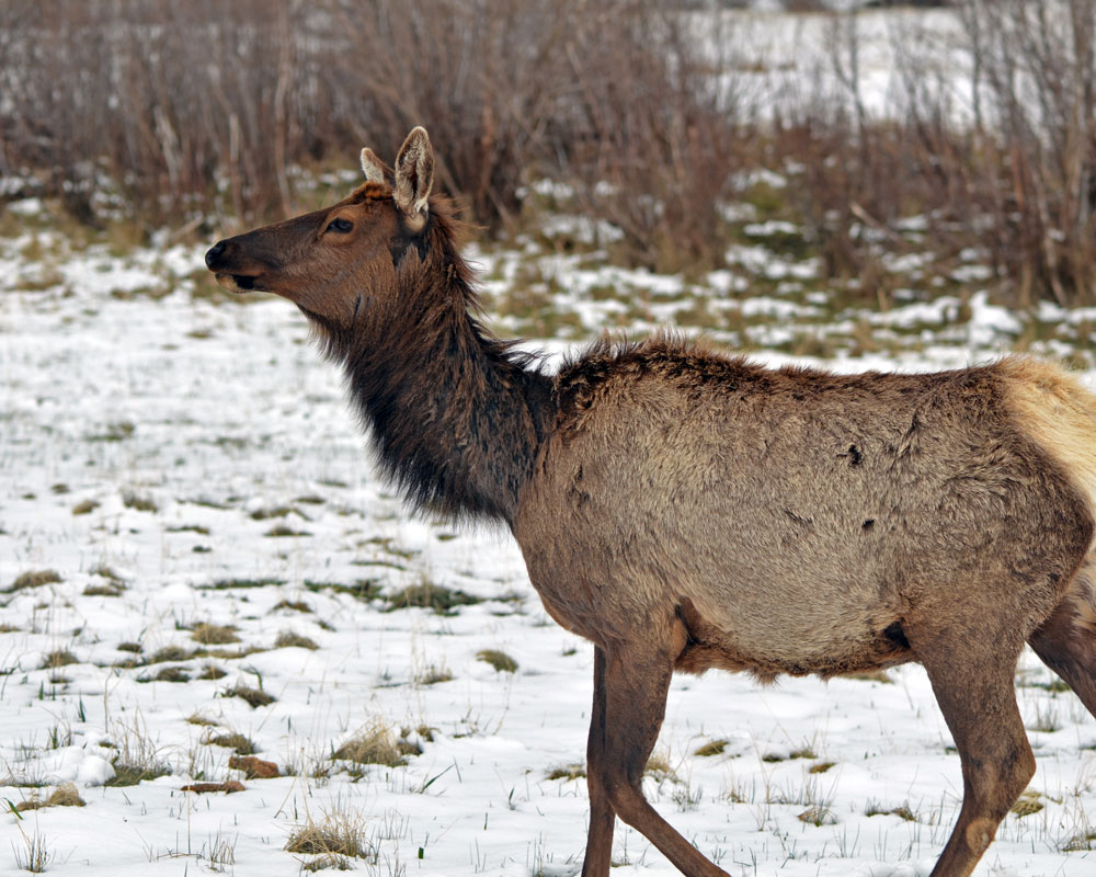 Mule Deer walking through the snow in Estes Park