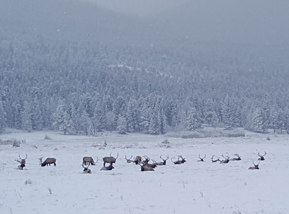 Elk in the snow covered field shortly after entering Rocky Mountain National Park