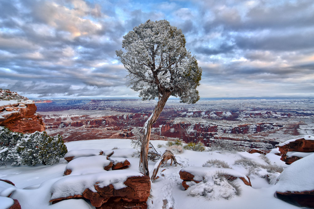Single Tree on the cliff covered in snow at Grand View Point in Canyonlands in winter