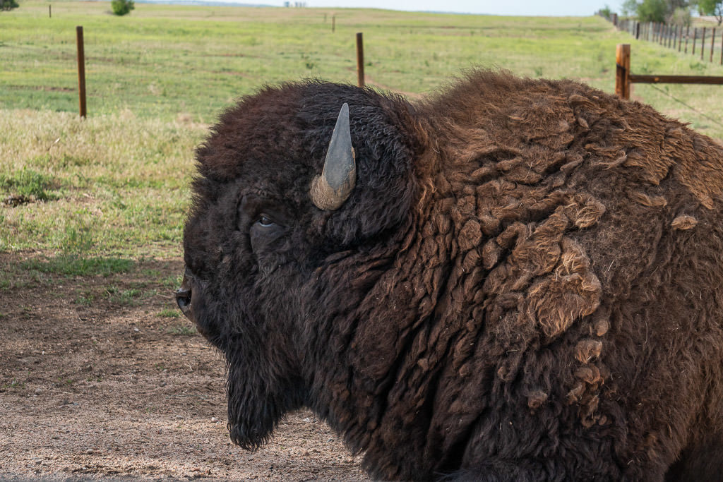 close up of bison in rocky mountain arsenal