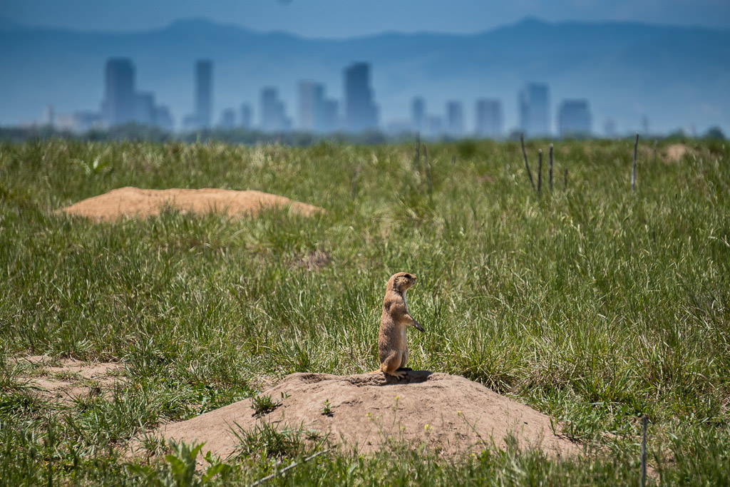 Prairie Dog in rocky mountain arsenal with Downtown Denver cityscape