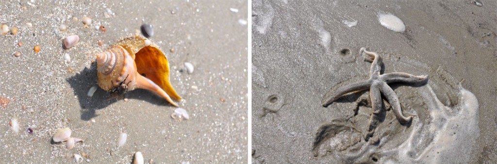 Conch shell and Starfish we spotted while walking down the serene beaches on Cumberland Island