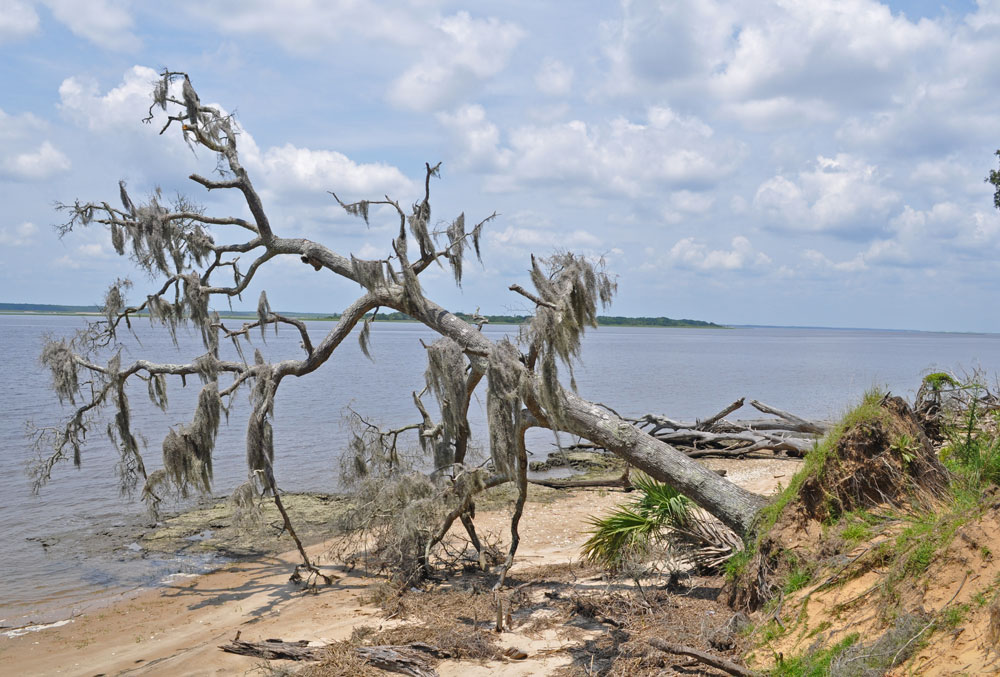 Dead tree that is falling into the ocean next to the shore on Cumberland Island.