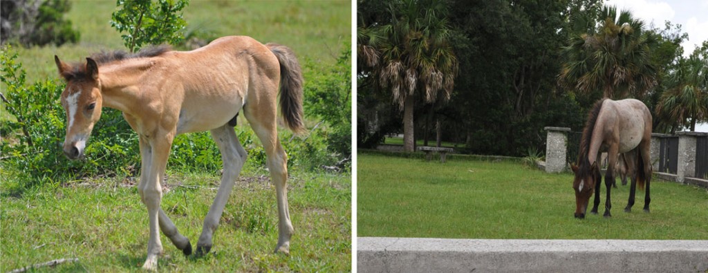 One of the baby Cumberland Island wild horses as well as an adult wild horse grazing.