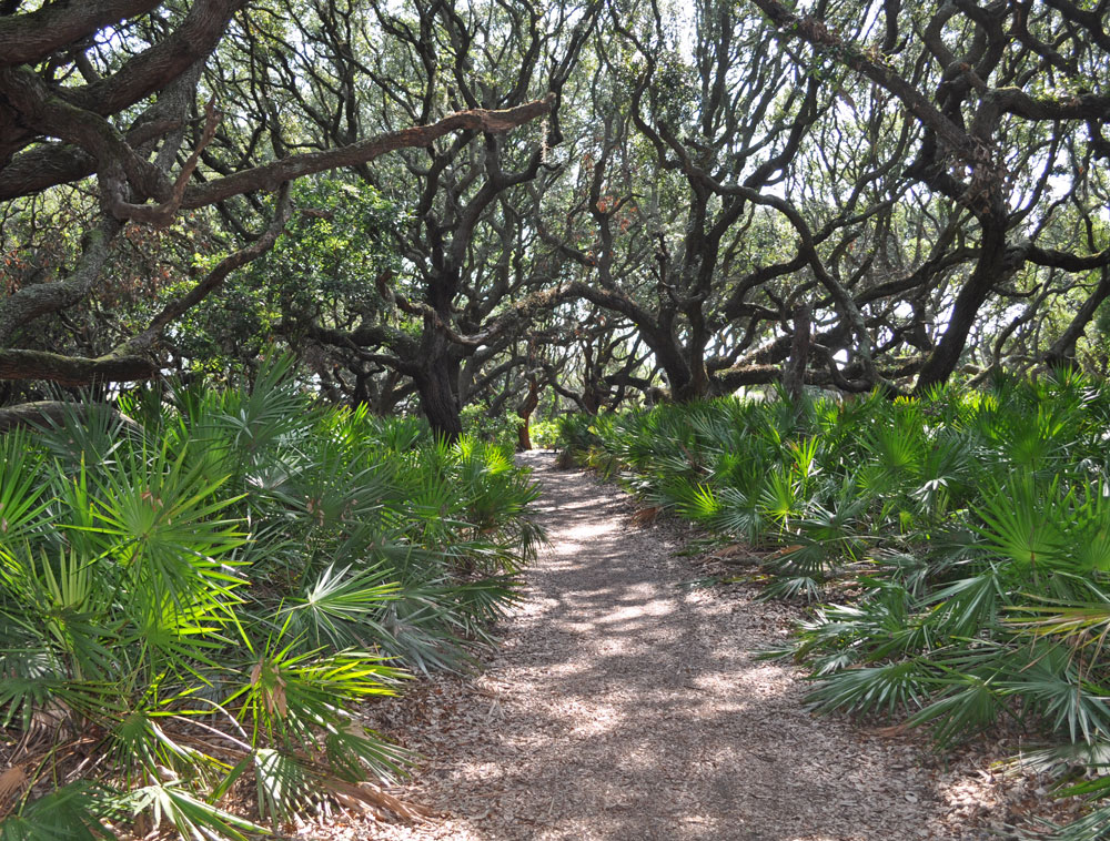Trees and palm fronds lining one of the trails on Cumberland Island.