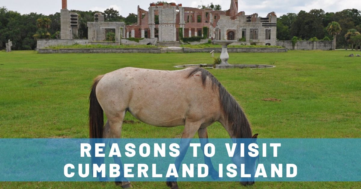 4 Reasons to Visit Cumberland Island, Georgia
