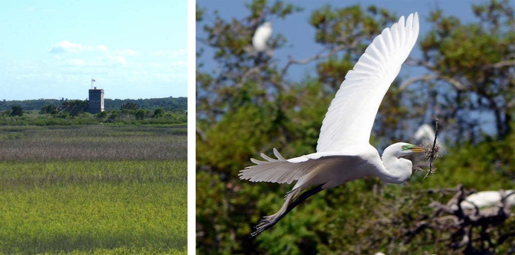 Fort Matanzas and egret nesting