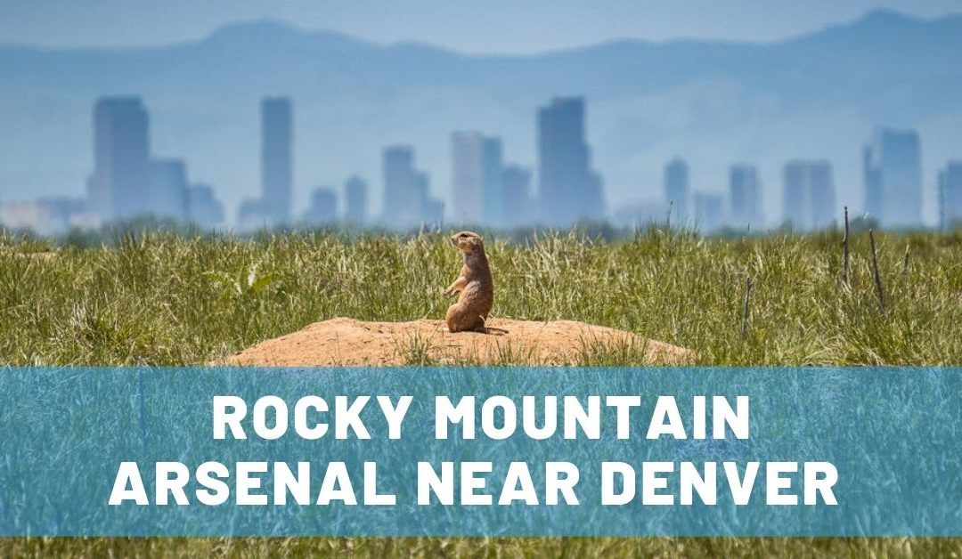 Love Wildlife? Visit Rocky Mountain Arsenal in Colorado!