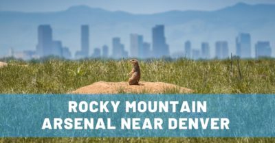 Love Wildlife? Visit Rocky Mountain Arsenal in Colorado!