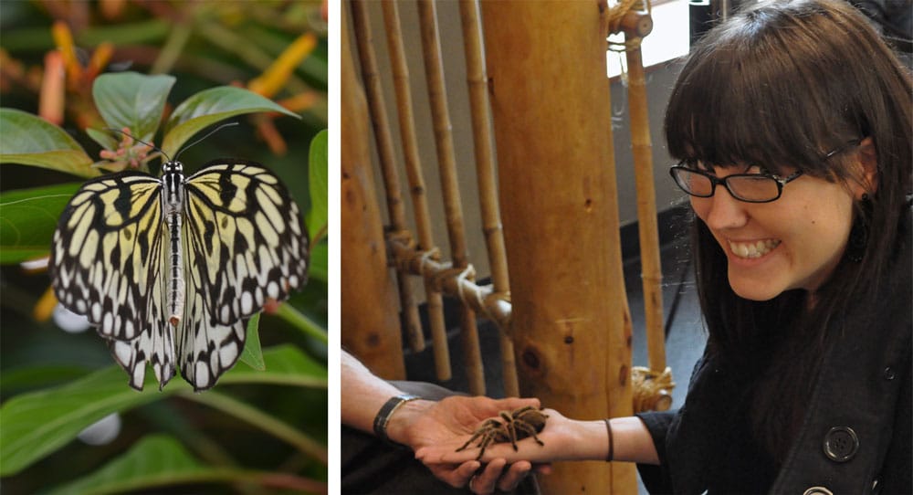 A butterfly in the butterfly rainforest and Brooke holding Rosie the tarantula at the Butterfly Pavilion