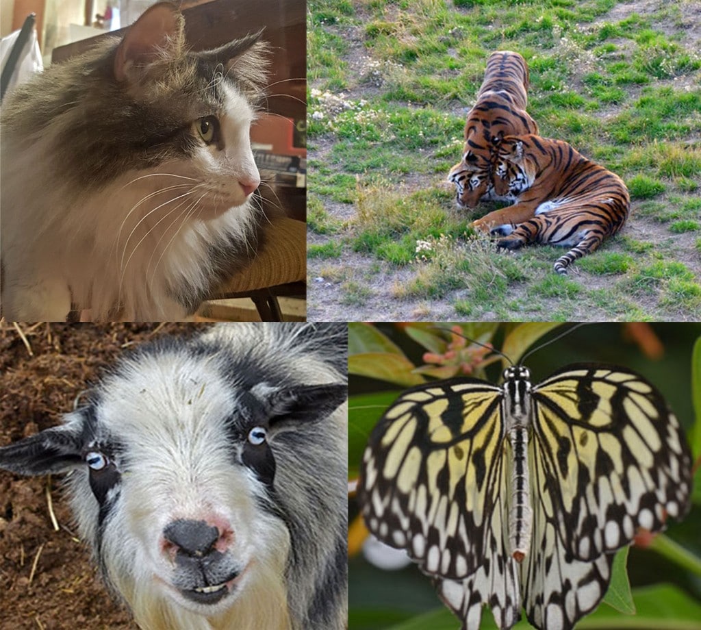 Some of the animals you will see at these 5 animal encounters near Denver. Cat, Tigers, Goats, Butterflies.