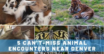 7 Can't-Miss Animal Encounters Near Denver