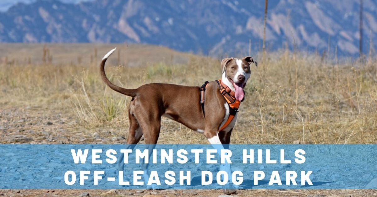 Westminster Hills Dog Park: A Perfect Off-Leash Park!