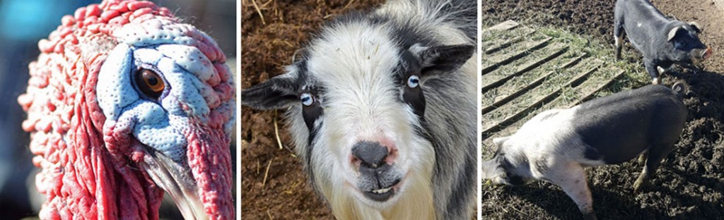 Some of the great farm animals at Broken Shovels Farm, one of the most interactive animal encounters near Denver