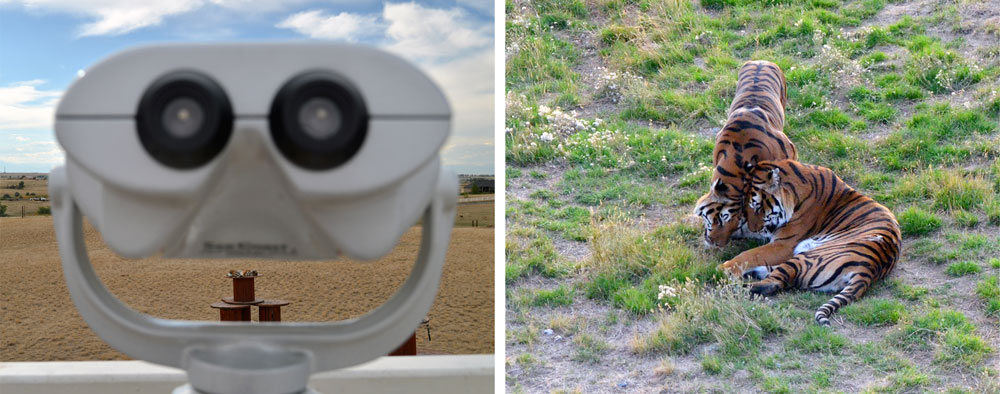 Viewing scope from the mile walkway above the animal habitats and tiger's playing at the Wild Animal Sanctuary