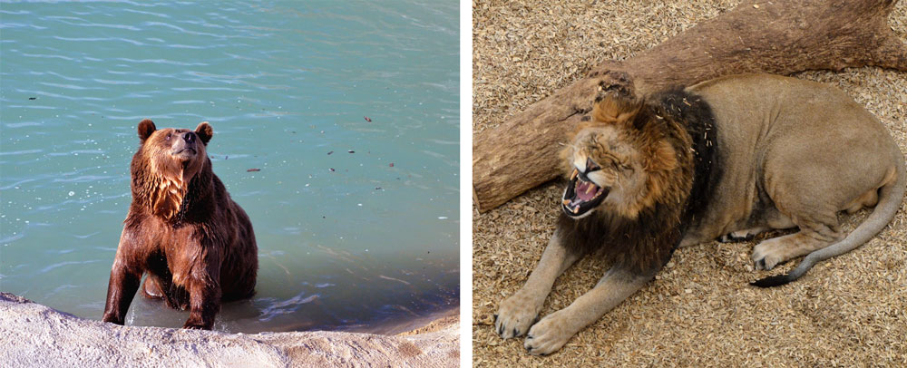 A rescued bear playing in his personal lake and a lion at the Wild Animal Sanctuary