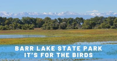 Barr Lake State Park: It's for the Birds
