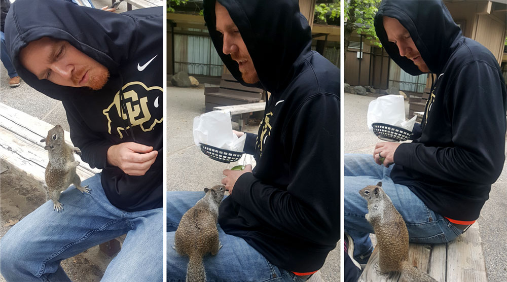 The squirrels around the cafeteria in Yosemite will come and steal your food, and climb on you