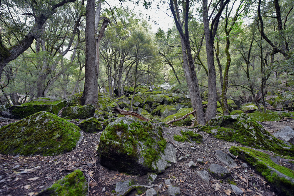 Wooded forest with large moss covered rocks
