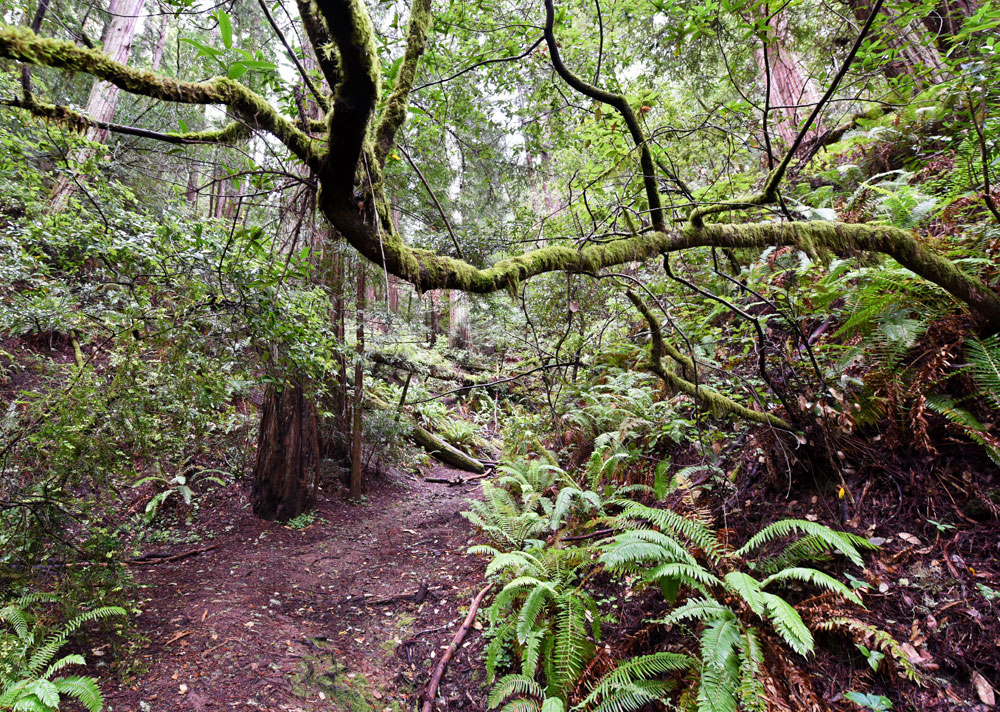 Muir Woods trails