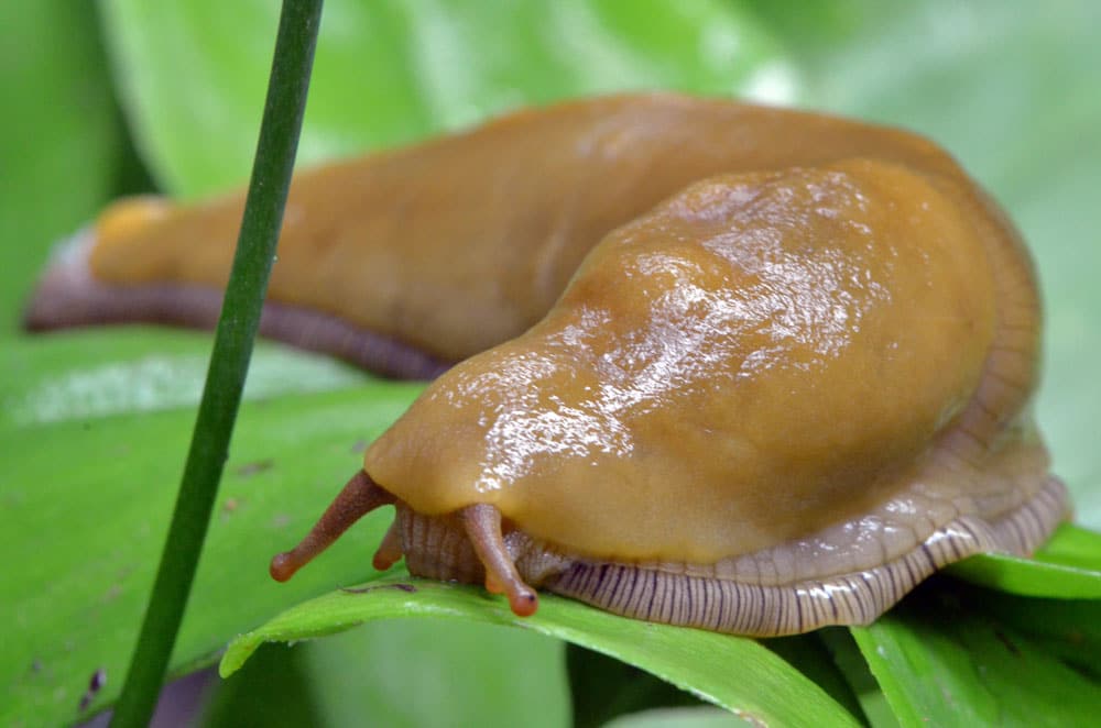 Muir Woods Banana Slug