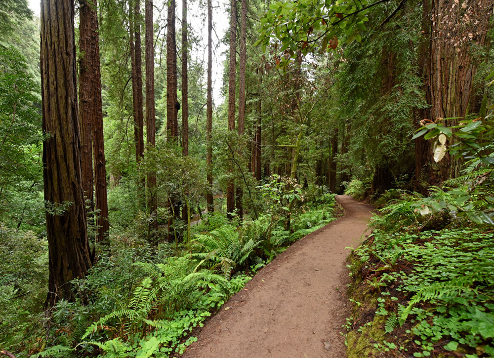 Trail through Muir Woods, which is accessible from Mountain Home Inn