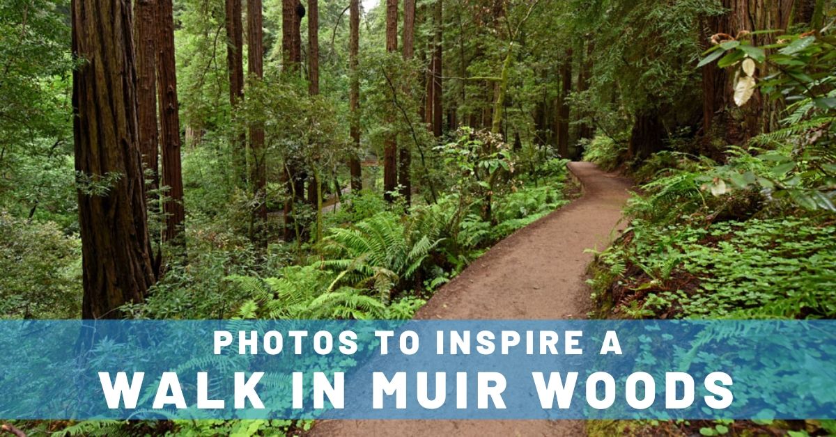 10 Photos of Muir Woods Trails to Inspire an Amazing Hike!