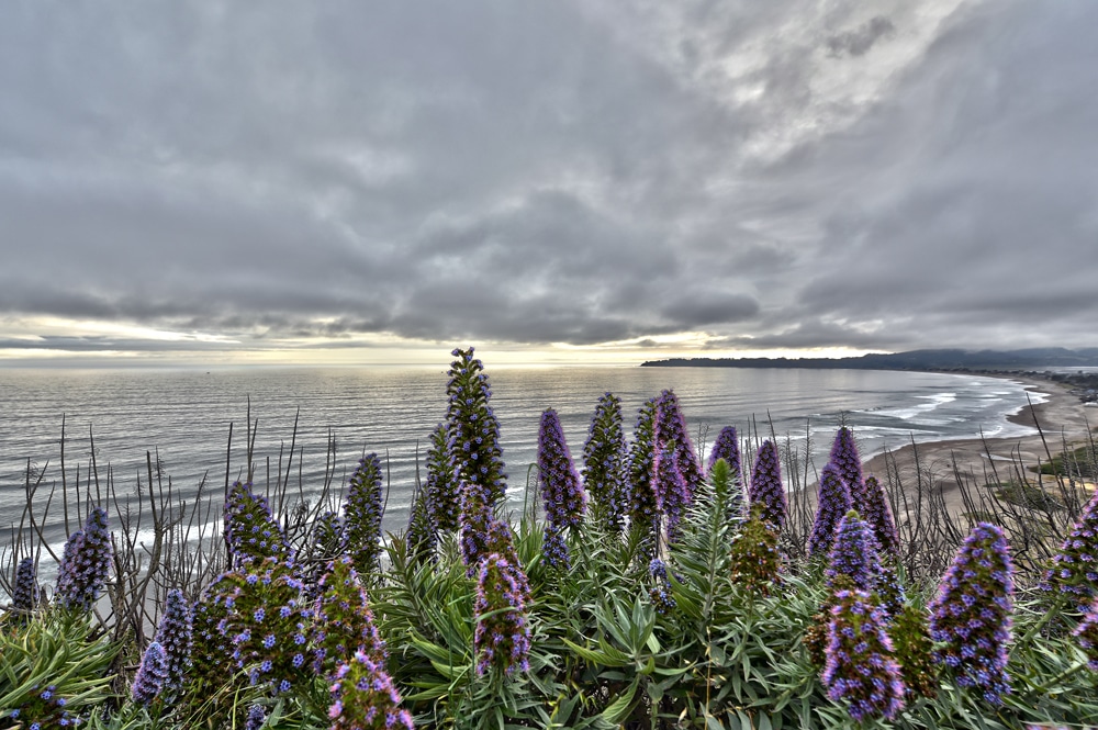 Flowers growing on the cliffs of the Pacific Coast Highway