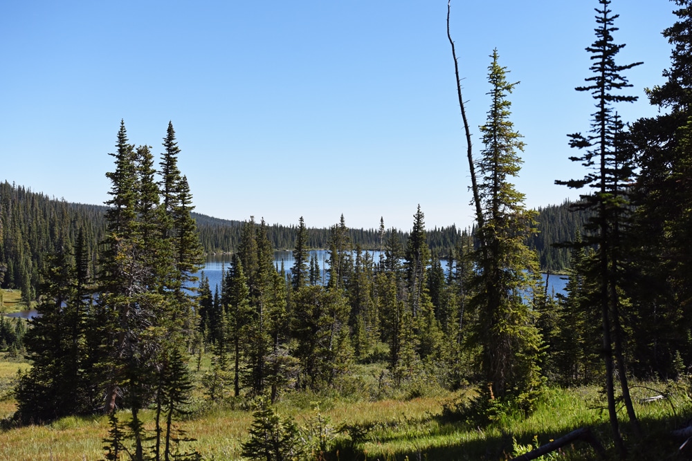 View towards Long Lake through the pine trees