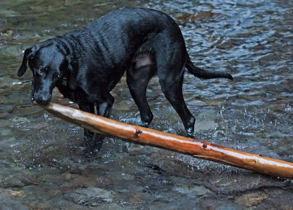 Dog carrying large stick through the river on our hike in lower oneonta gorge
