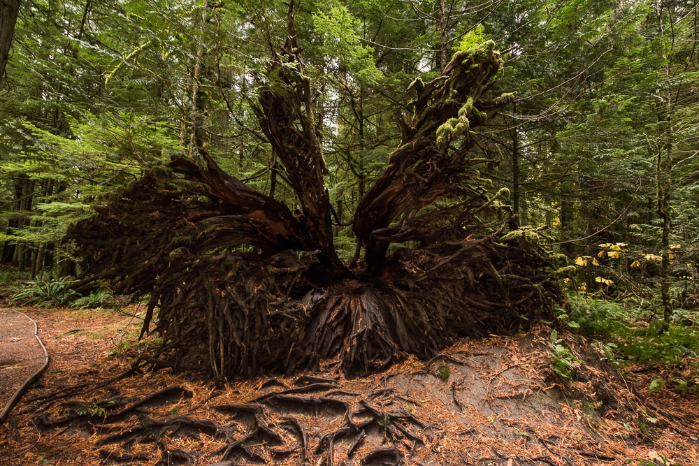 Uprooted Douglas Fir Tree in Cathedral Grove on vancouver island 