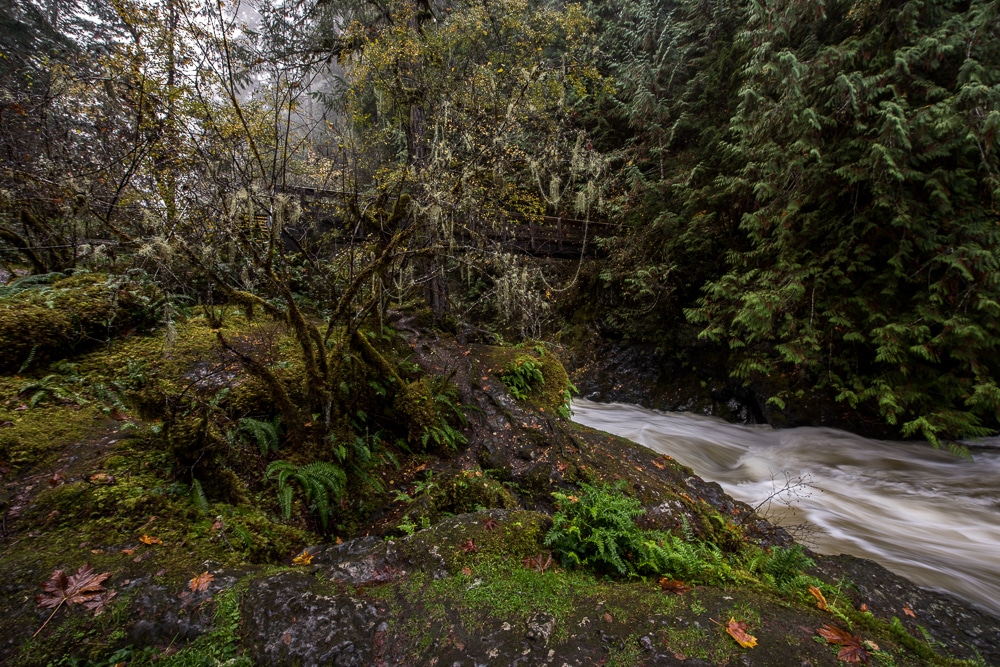 Lots of trees and greenery around the flowing water nearby the Englishman River Falls