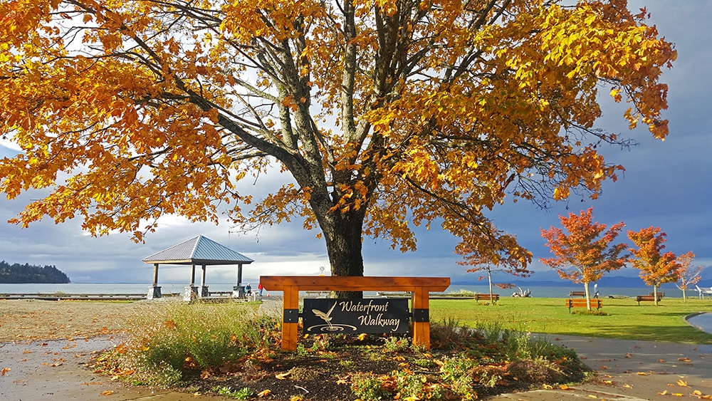 Big beautiful yellow tree welcoming us to the Parksville Waterfront Walkway