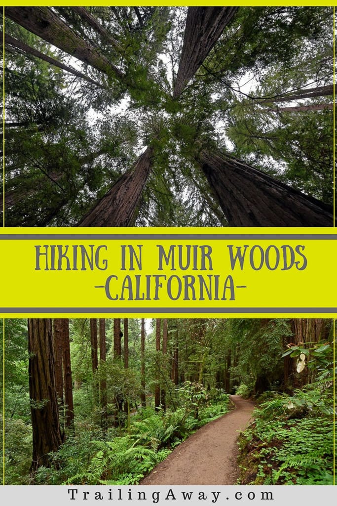 10 Photos of Muir Woods Trails to Inspire an Amazing Hike!