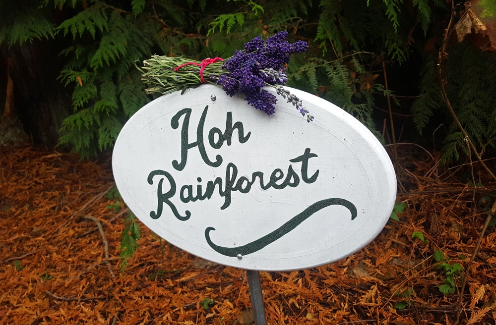 Lavender on the Hoh Rainforest sign at Domaine Madeleine, Port Angeles, WA