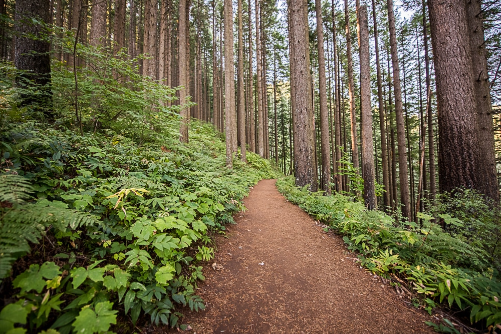 Beautiful large trees and clean open trail surrounded by green vegetation on the Wahkeena Trail
