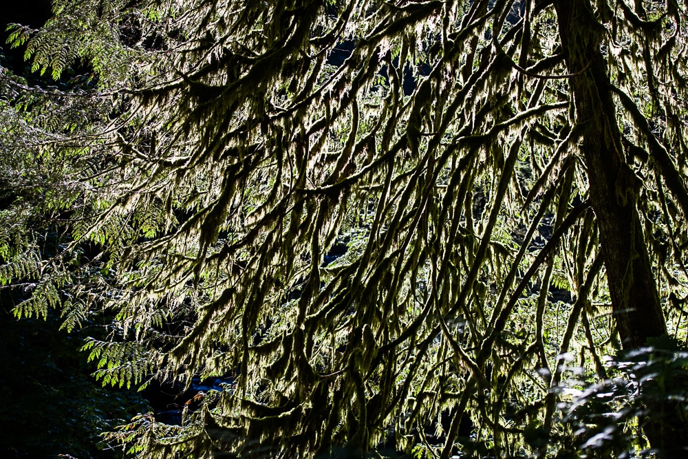 Moss covered tree branches with the sun shining through them