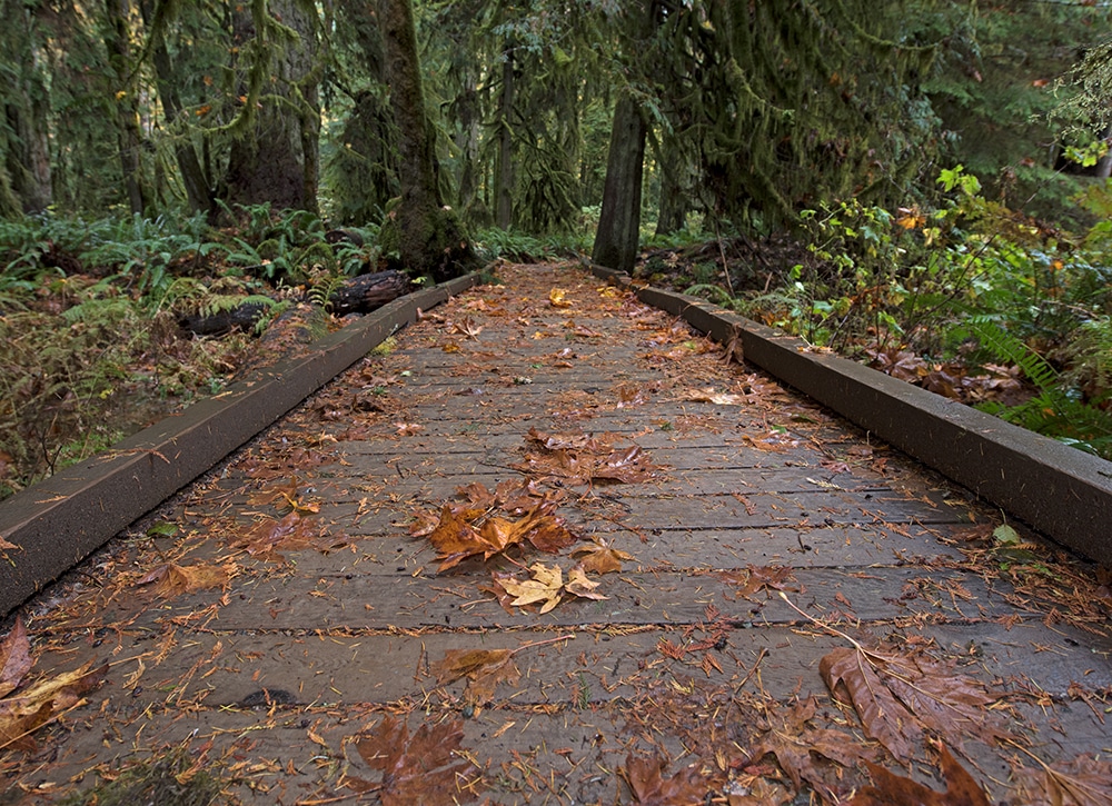 Leaves on a boardwalk trail in mcmillian park