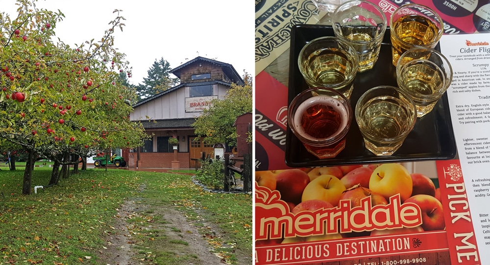merridale cidery farm and a tasting sample of multiple ciders
